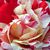 Roza - Angleška vrtnica - Ausdrawn